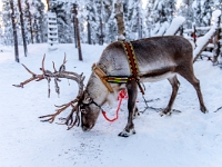 Traditional Lapland Reindeer Safari